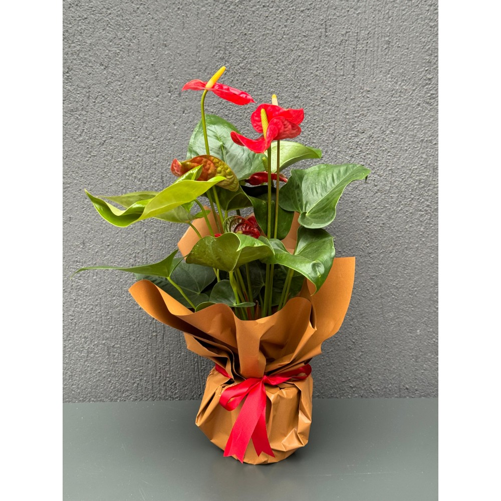 BÜYÜK KIRMIZI ANTORYUM ÇİÇEĞİ